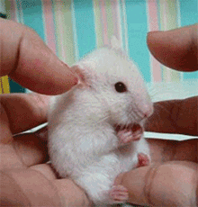 微信圖片_20190528144842.gif